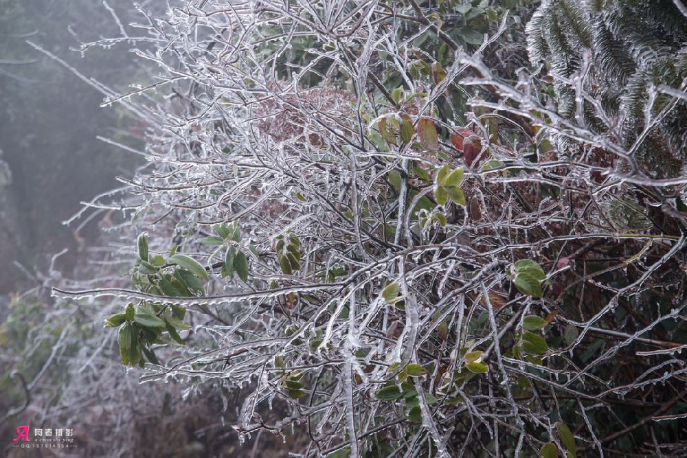 广西下雪了，气温可能降至零下！别人看雪花，南宁看鲜花！40万株郁金香绽放，地铁直达！