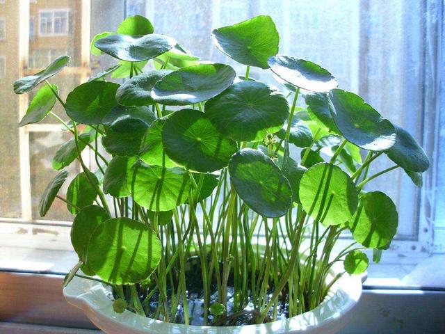 这3种花沾土就能活，怎么折腾都能爆盆，春夏最好养护了