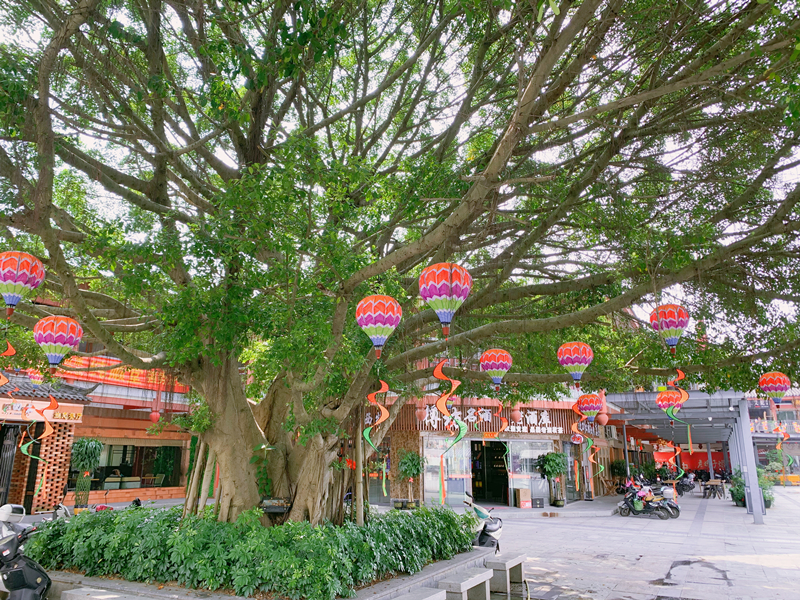 榕树成荫，彩虹热气球环绕-3