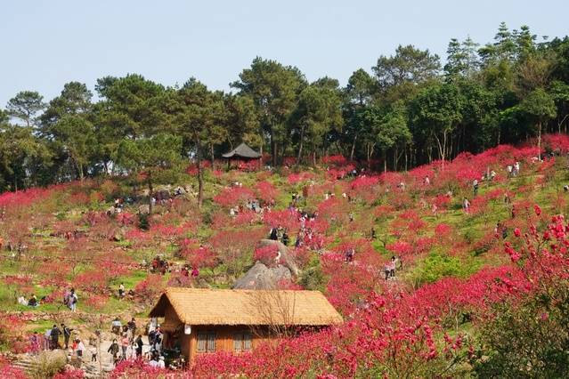 广西南宁：又到桃花满山烂漫时